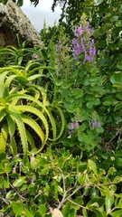 Thorncroftia succulenta