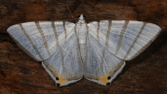 Opisthoxia metargyria