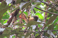Anabacerthia variegaticeps