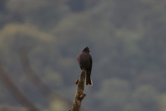 Contopus fumigatus