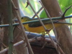 Aegithina lafresnayei