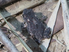 Ingerophrynus macrotis