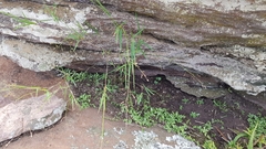 Panicum dewinteri