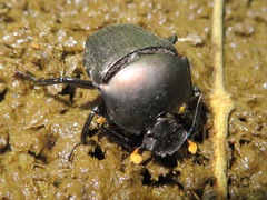 Paragymnopleurus sinuatus