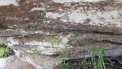 Panicum dewinteri