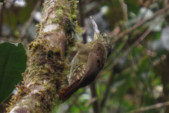 Xiphorhynchus triangularis