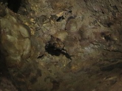 Megaderma spasma
