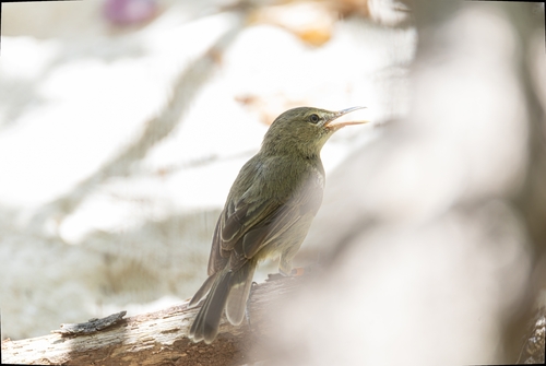 Seychelles Warbler (Acrocephalus sechellensis), photo 5