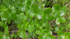 Dioscorea sylvatica