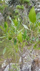 Coptosperma rhodesiacum