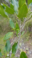 Coptosperma rhodesiacum