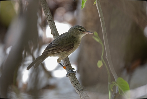 Seychelles Warbler (Acrocephalus sechellensis), photo 2