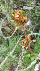 Kalanchoe crundallii