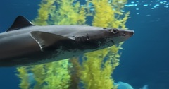 Spotted Spiny Dogfish photo 3