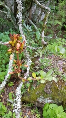 Kalanchoe crundallii
