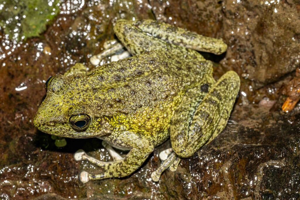 Jaunsar Stream Frog