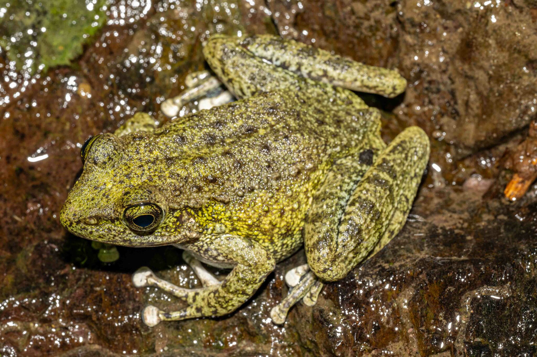Jaunsar Stream Frog photo 4