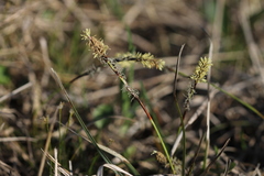 Carex richardsonii