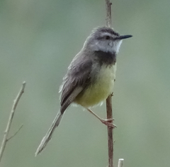 Prinia flavicans
