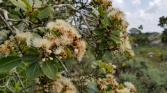 Syzygium legatii
