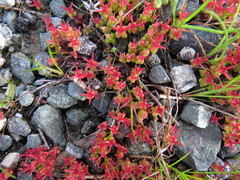 Sedum cespitosum