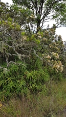 Syzygium legatii