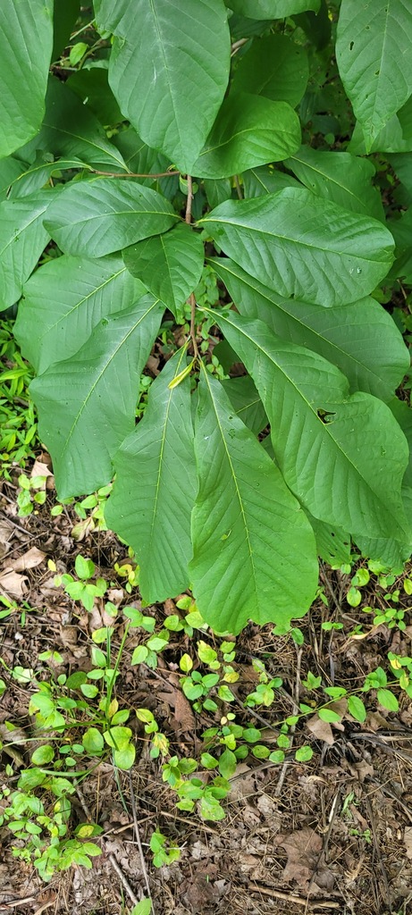common pawpaw from Washington County, MD, USA on July 4, 2023 at 12:52 ...