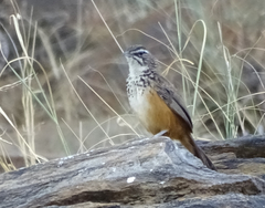 Achaetops pycnopygius