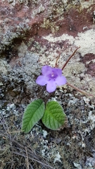Streptocarpus caeruleus