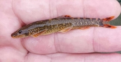 Struma Stone Loach photo 3
