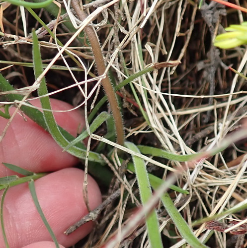 Trachyandra affinis