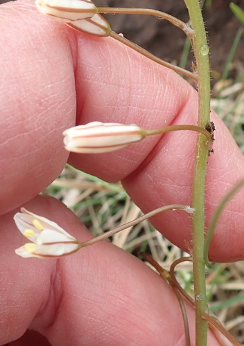 Trachyandra affinis