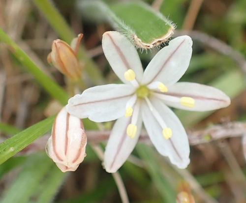 Trachyandra affinis