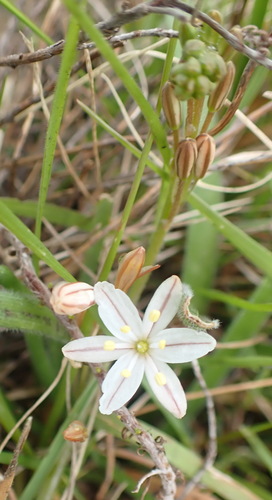 Trachyandra affinis
