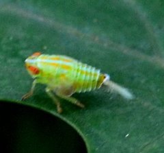 Thionia bullata