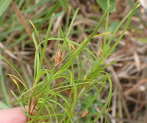 Image of Ficinia ramosissima by (c) Nicola van Berkel, some rights reserved (CC BY-SA)