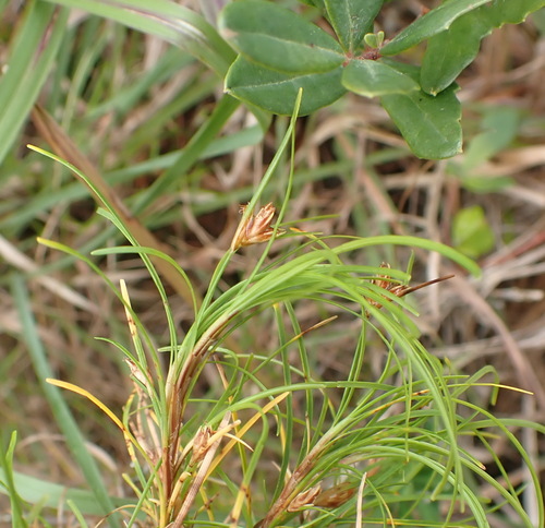 Image of Ficinia ramosissima by (c) Nicola van Berkel, some rights reserved (CC BY-SA)