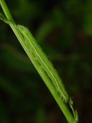 Amphipyra tragopoginis