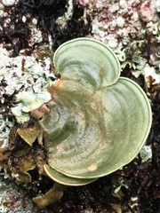 Arrhenieae