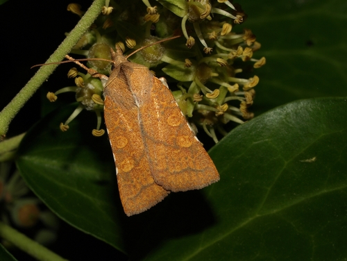 Jodia croceago (Denis & Schiffermüller), 1775