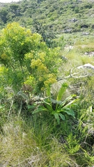 Eucomis zambesiaca
