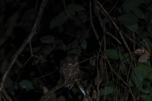Seychelles Scops Owl (Otus insularis), photo 7