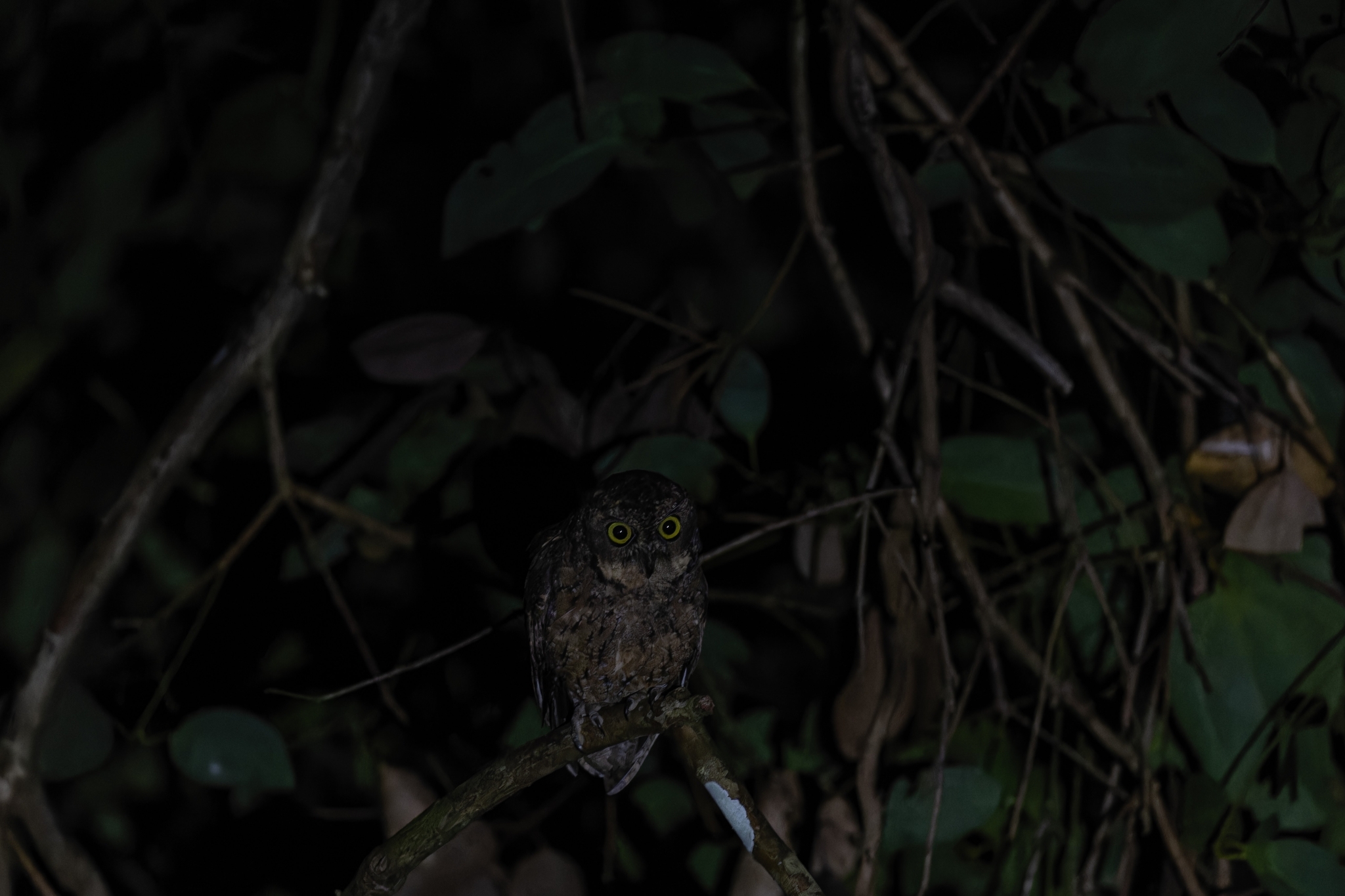 Seychelles Scops Owl (Otus insularis), photo 6
