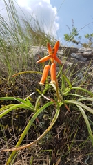 Aloe soutpansbergensis