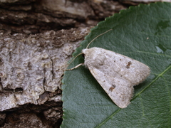 Caradrina kadenii