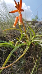 Aloe soutpansbergensis