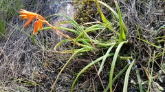 Aloe soutpansbergensis