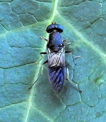 Cephalochrysa