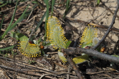 Salix cordata