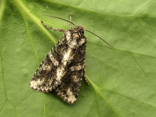 Brindled Green, photo 3 of 10